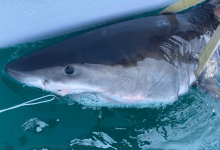 Great white shark Percy pings 14 miles from Long Island coast