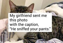 12 Animal Shelter Moments Teaching Us That Pets Always Bring Real Compassion and Happiness to Heavy Hearts