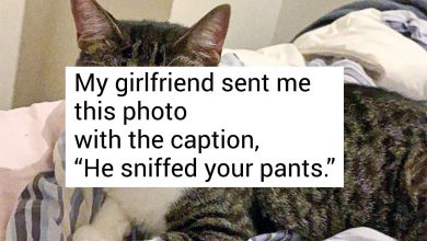 12 Animal Shelter Moments Teaching Us That Pets Always Bring Real Compassion and Happiness to Heavy Hearts