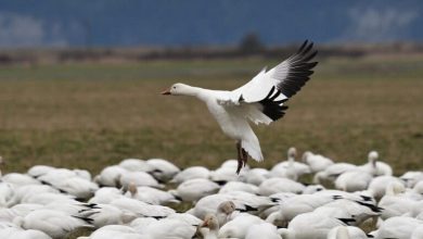 From radar blobs to bird species, AI helps transform migration tracking
