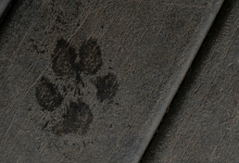 Anthropic Will Watermark All Text Generated by Its AI Models