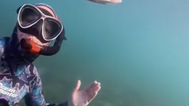 Curious baby shark swims alongside diver in unforgettable encounter: video
