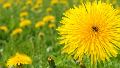 What dandelions and bees can teach us about our responsibilities to the natural world