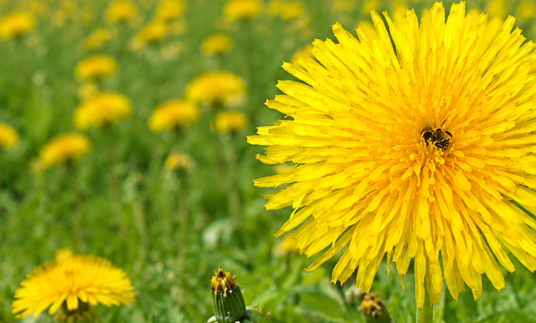 What dandelions and bees can teach us about our responsibilities to the natural world