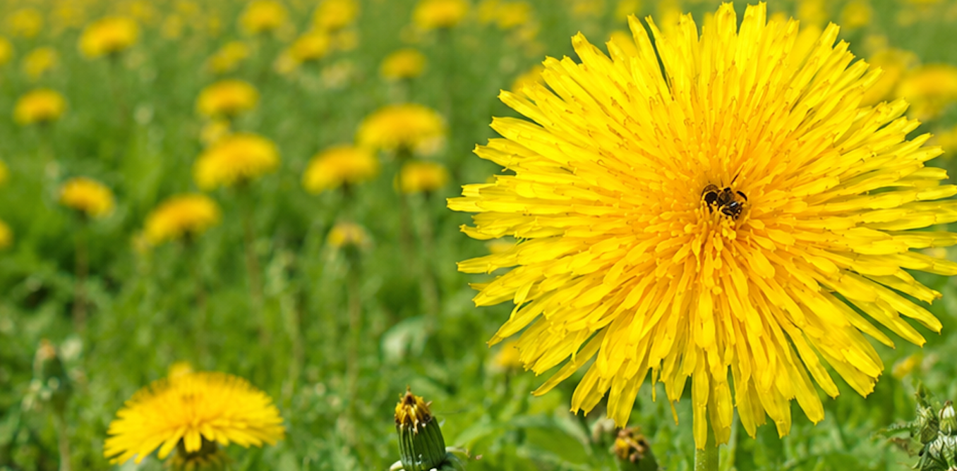 What dandelions and bees can teach us about our responsibilities to the natural world