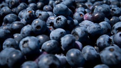 Blueberry Recall Update: FDA Issues Highest Risk Warning