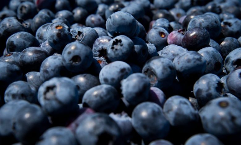 Blueberry Recall Update: FDA Issues Highest Risk Warning