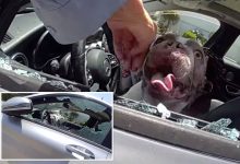 Dramatic moment cops save 5 dogs nearly cooked alive in hot car