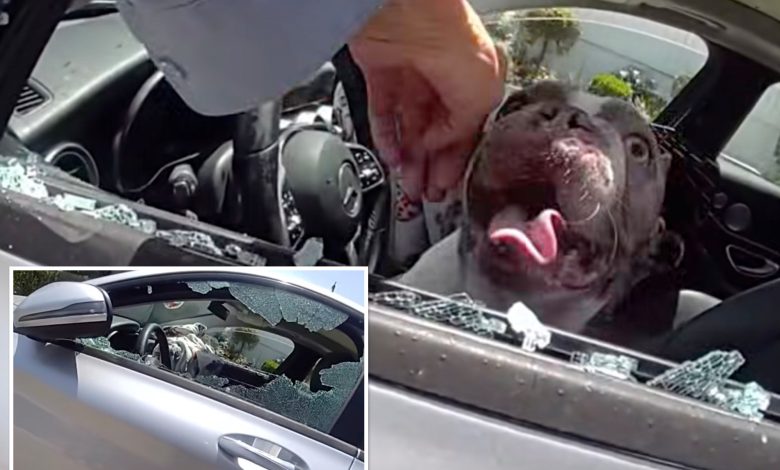 Dramatic moment cops save 5 dogs nearly cooked alive in hot car