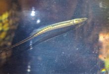 Local knowledge guides rediscovery of spinach pipefish, not seen in four decades