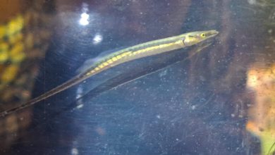 Local knowledge guides rediscovery of spinach pipefish, not seen in four decades