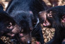 Iconic Australian mammals could be at real risk from bird flu. Could we protect them using vaccines in baits?
