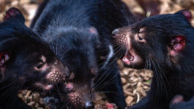 Iconic Australian mammals could be at real risk from bird flu. Could we protect them using vaccines in baits?
