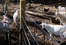 Four baby goats at mobile petting zoo in North Carolina test positive for rabies