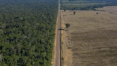 Brazil has made gains against Amazon deforestation, but lasting protection is a challenge