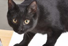 Black cat portraits.jpg