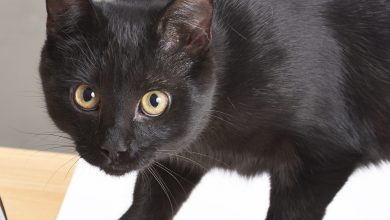 Black cat portraits.jpg