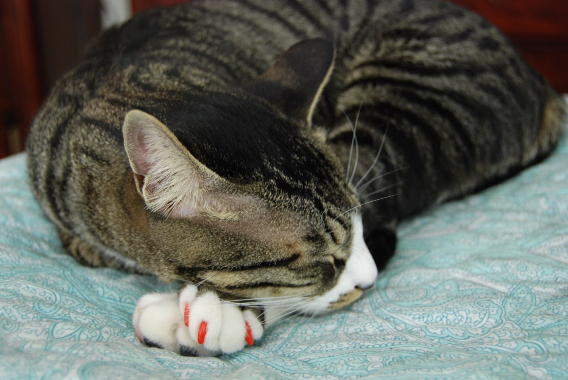Myllissa-Oscar the tabby cat with red paws nail covers-01.jpg
