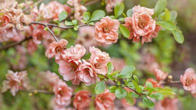 Cameo Flowering Quince
