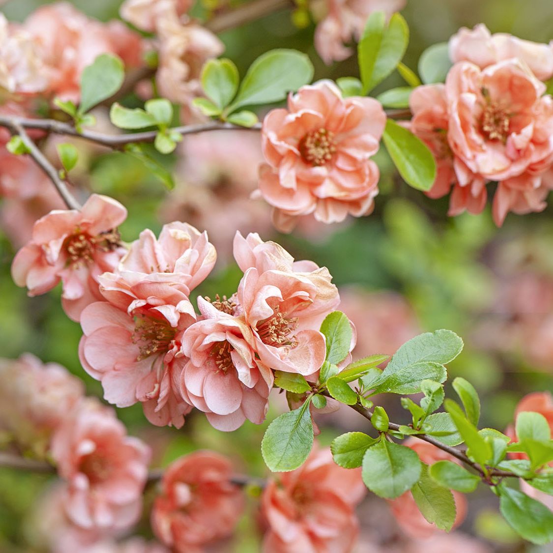 Cameo Flowering Quince