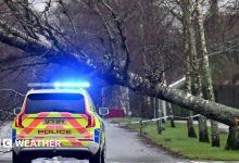 A police car with its warning lights on in front of a tree that has been blown over in a storm