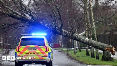 A police car with its warning lights on in front of a tree that has been blown over in a storm
