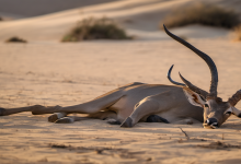 AI-generated image: A sand-colored antelope, likely a greater kudu, is lying on a sandy surface.