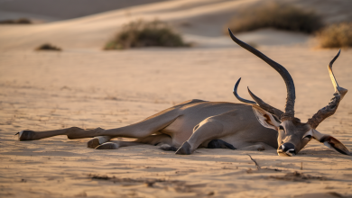 AI-generated image: A sand-colored antelope, likely a greater kudu, is lying on a sandy surface.