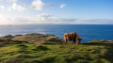 Scottish countryside with farms and livestock in a natural landscape