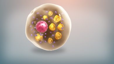 Brown fat cell.jpg