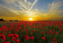 Guided Meditation: Calling on Loving Presence