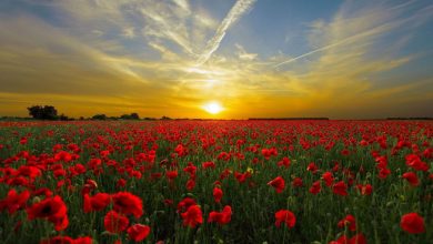 Guided Meditation: Calling on Loving Presence