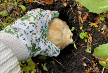 Plant the bulb slightly tilted to prevent water from pooling in the hole.