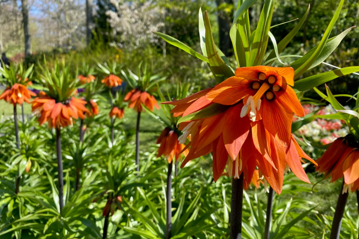 A cluster of downward-facing bells topped by a frizzy crown of leaves. What’s not to like?