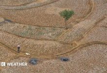 An aerial photo taken with a drone shows a shepherd herding sheep on a dried-up paddy field in Jonggol, West Java, Indonesia