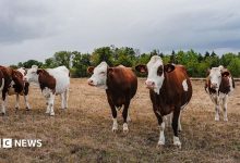 A file photo of cattle in France. Five brown and white cows stand in a dry brown field in front of a row of…