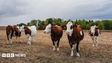 A file photo of cattle in France. Five brown and white cows stand in a dry brown field in front of a row of…