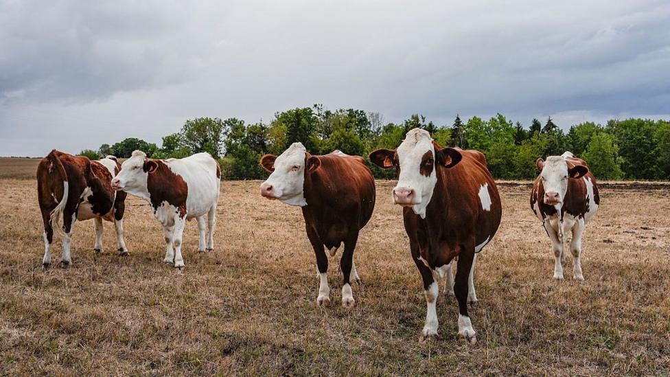 Image caption, Shamonda virus mostly affects livestock, in whom it can cause fever, diarrhoea and poor milk production