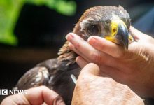 A golden eagle being held in human hands. It is looking directly into the camera.