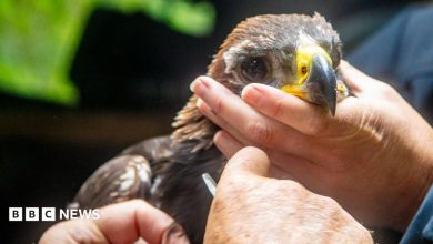 A golden eagle being held in human hands. It is looking directly into the camera.