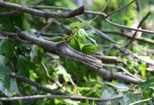 Downed Branches After Hurricane Isaias (50192564497).jpg
