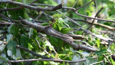 Downed Branches After Hurricane Isaias (50192564497).jpg