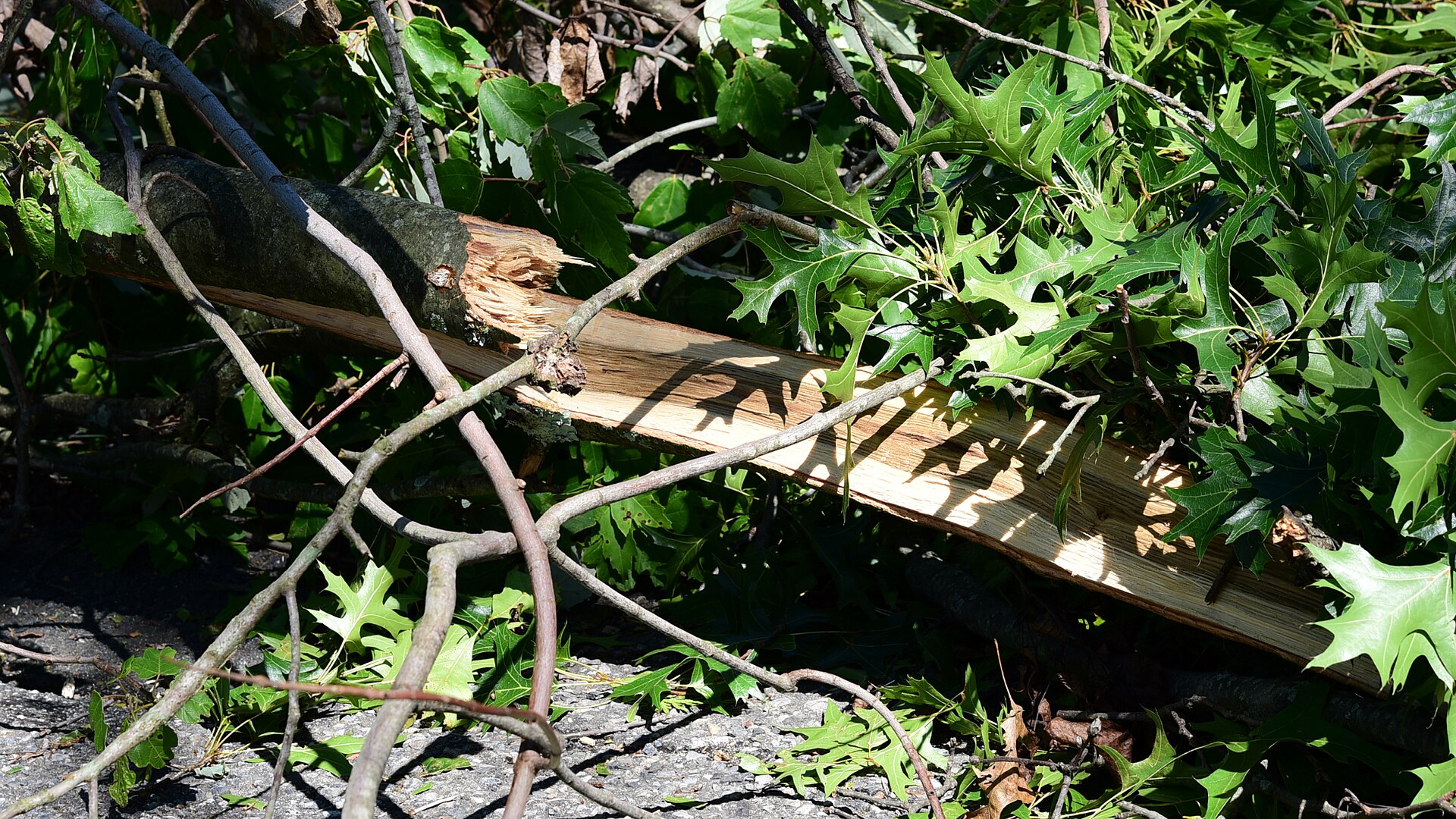 Downed Branches After Hurricane Isaias (50191756573).jpg
