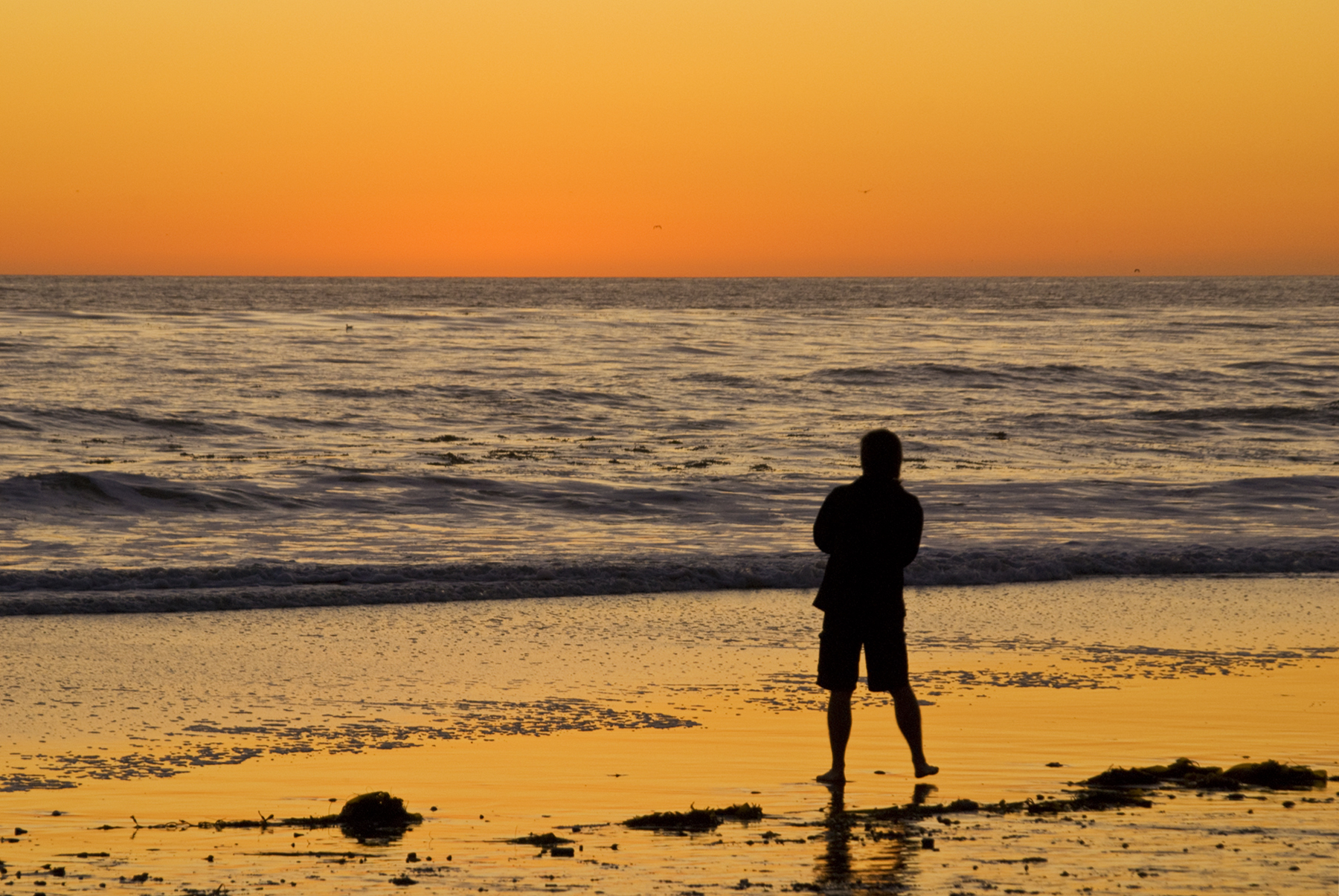 Orange Contemplation (8238593770).jpg