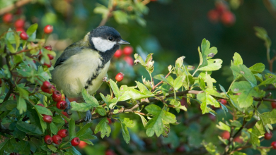 Great tit in a hawthorn hedge with red berries.