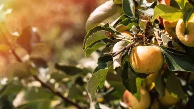 An apple tree with ripe apples on the branches lit up by sunlight