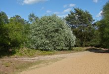 Rare Fay's whitebeam tree on a Somerset cliff