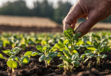 AI-generated image: A close-up photograph of a hand with aged skin, touching a young plant growing in soil.