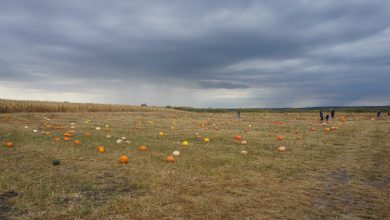 2024 The Elegant Farmer Autumn Harvest Fest 02 (Pumpkin Patch).jpg
