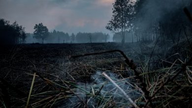 Peatland Forest fires.jpg